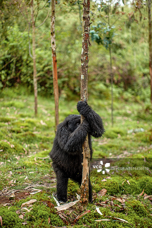 幼年山地大猩猩在卢旺达火山国家公园吃桉树叶图片素材
