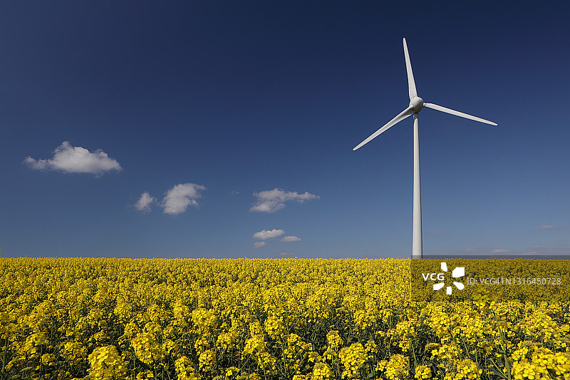 油菜籽田里的风力涡轮机图片素材