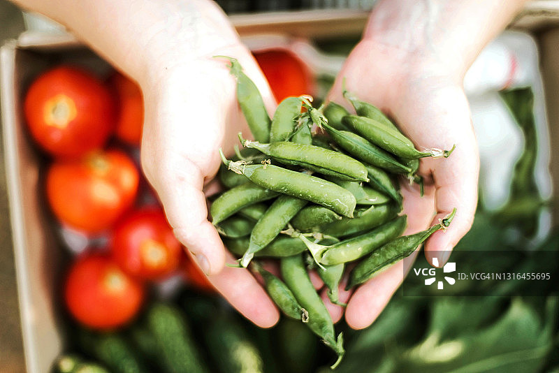 在花园里拿着豌豆的女人图片素材