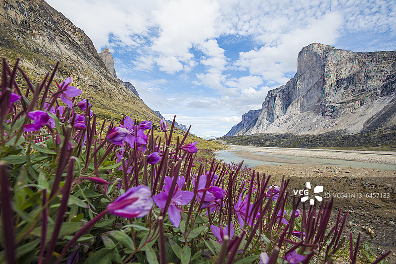 巴芬岛索尔山下的盛开鲜花，努纳武特。图片素材
