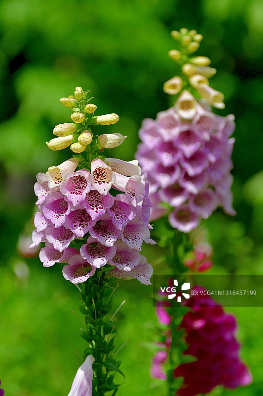 毛地黄花图片素材