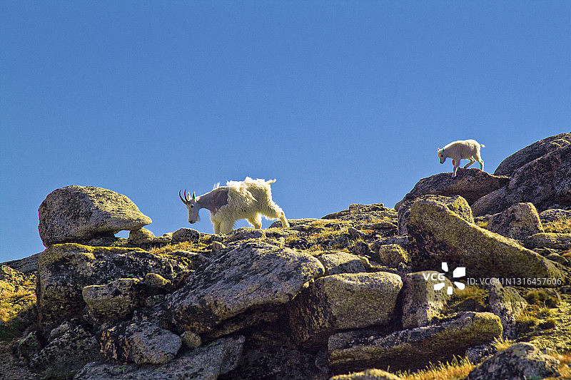 刚出生的山羊宝宝跟随母亲在岩石地形上行走图片素材