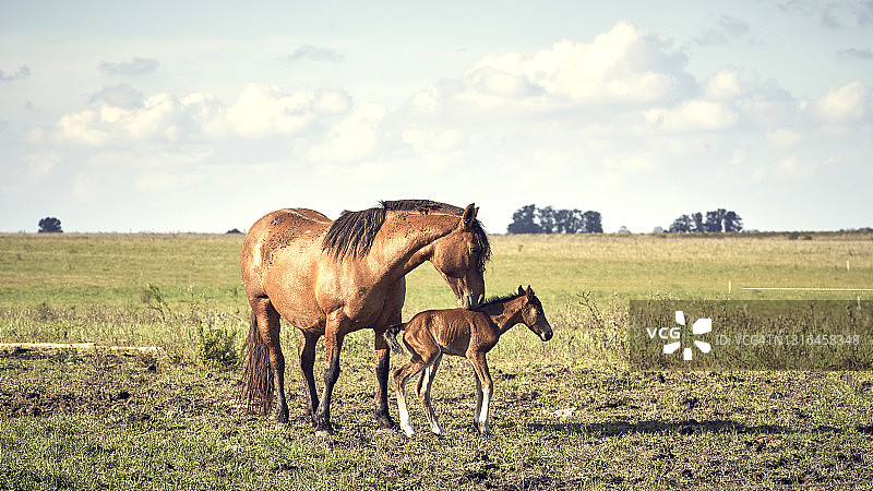 母马轻触马驹图片素材