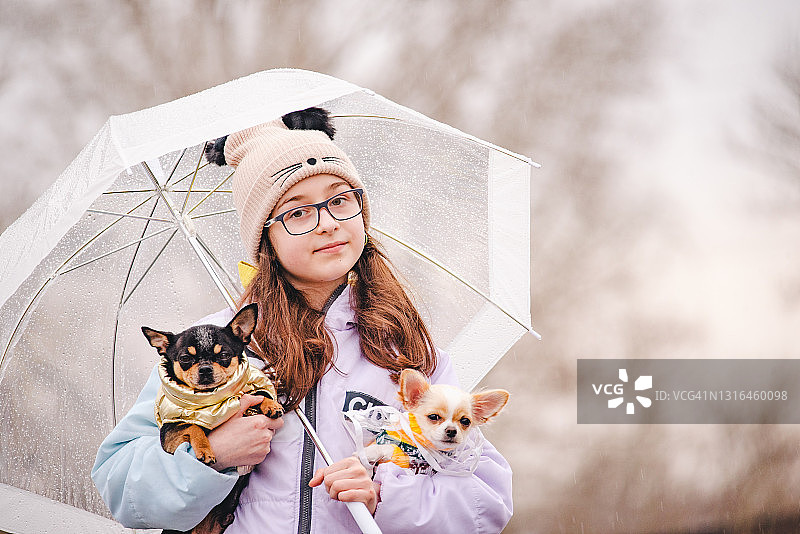 在户外，一位少女和两只穿着衣服的小型吉娃娃犬在雨天里撑着伞图片素材