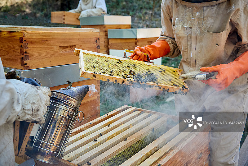 养蜂人与蜜蜂一起酿造香甜蜂蜜图片素材