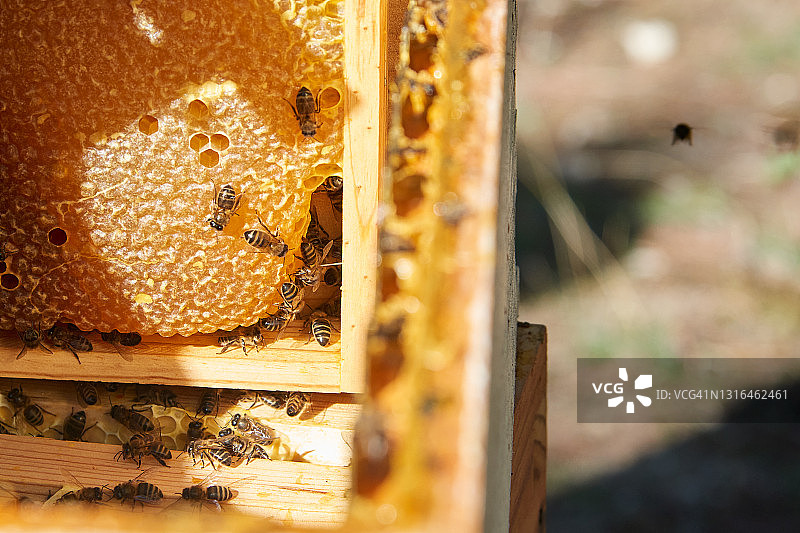 蜜蜂在蜂巢中工作图片素材