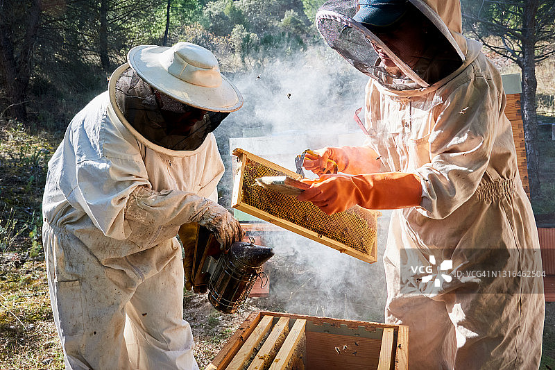 养蜂人与蜜蜂合作，获得甜蜜的蜂蜜图片素材
