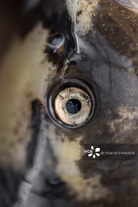 锦鲤眼睛周围纹理的微距照片，英国牛津郡图片素材