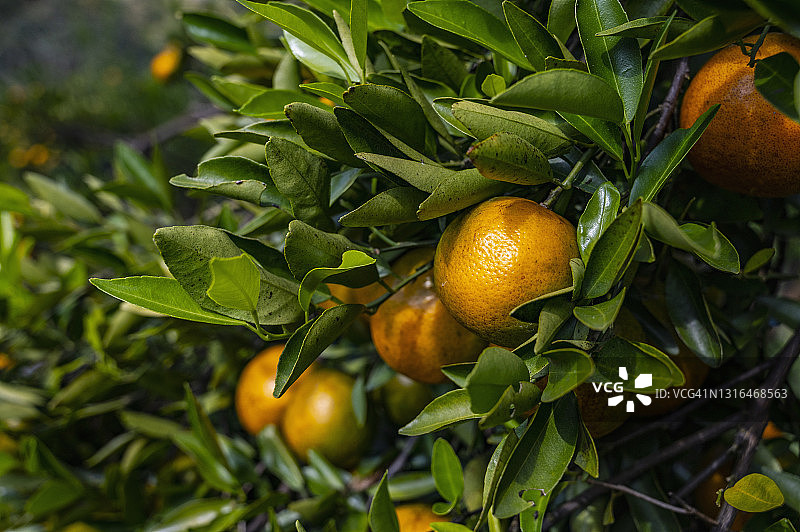泰国北部树上成熟的橙子图片素材