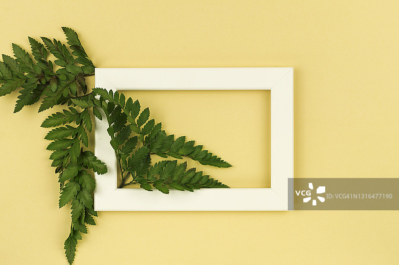 黄色背景上的绿色蕨类植物和相框。平放，顶视图，复制空间图片素材