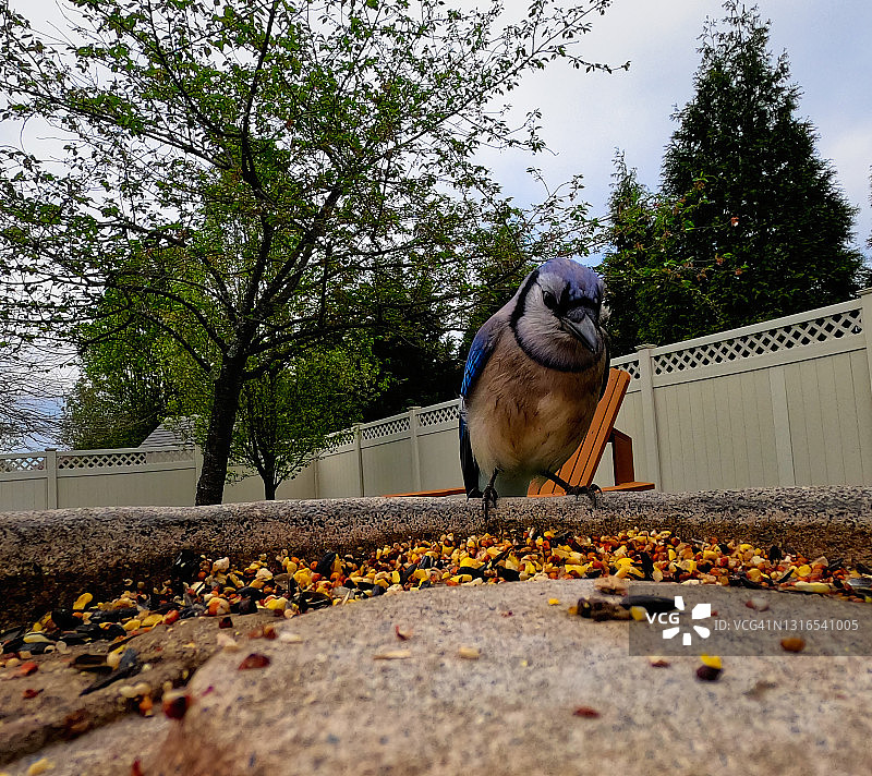 马里兰州的蓝松鸦图片素材