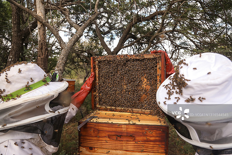 非洲养蜂人图片素材