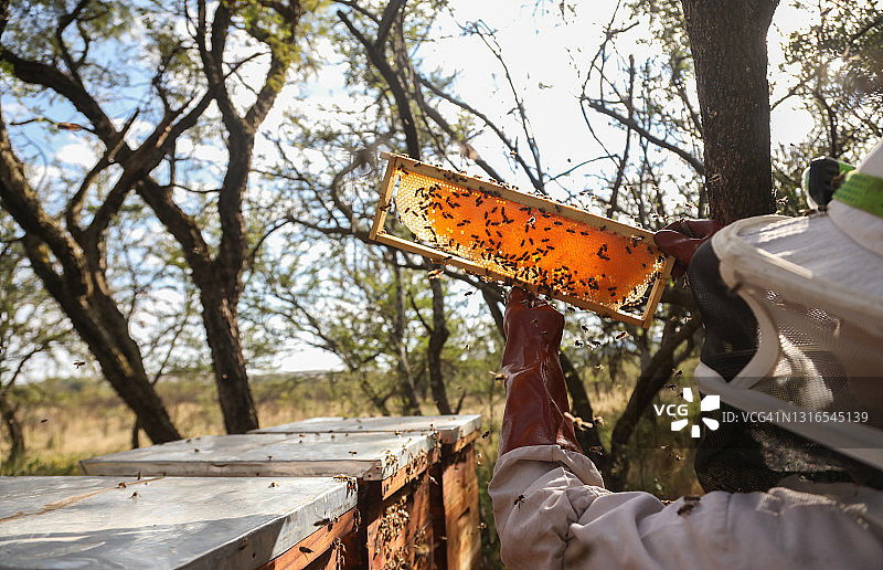 非洲养蜂人手持蜂箱在阳光下检查蜂蜜图片素材