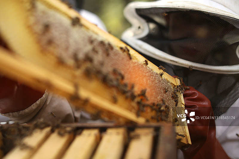 非洲养蜂人手持蜂箱在阳光下检查蜂蜜图片素材
