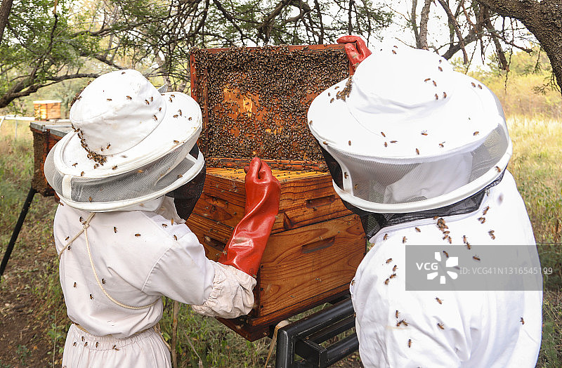 一位十四岁的养蜂人正在维护他的蜂箱图片素材