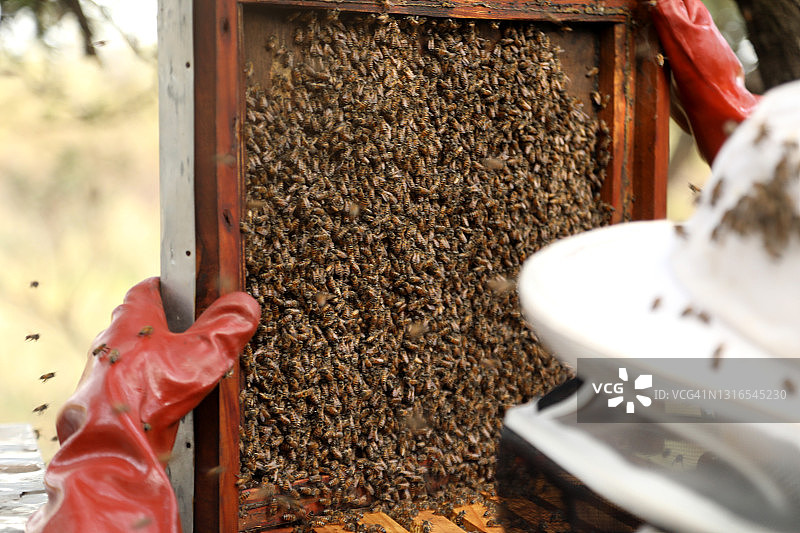 聚集在蜂巢上的非洲蜜蜂图片素材