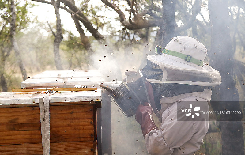 一位十四岁的养蜂人正在维护他的蜂箱图片素材