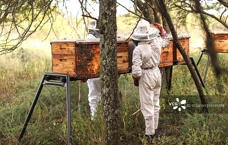 一位十四岁的养蜂人正在维护他的蜂箱图片素材