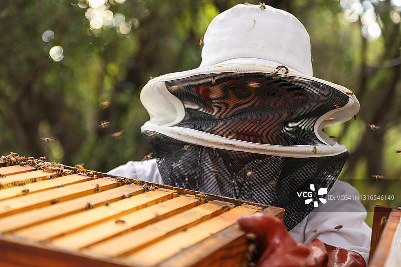 一位十四岁的养蜂人正在维护他的蜂箱图片素材