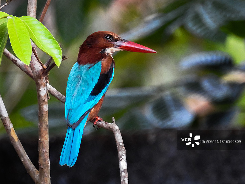 白喉翡翠图片素材