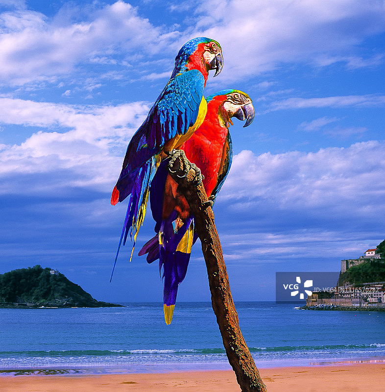 两只金刚鹦鹉图片素材