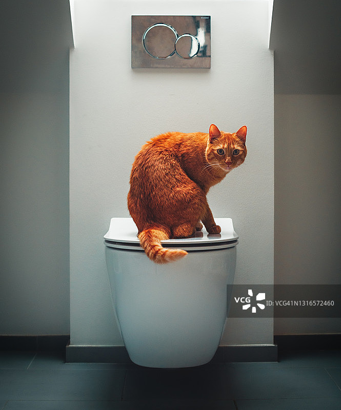 马桶上的猫图片素材