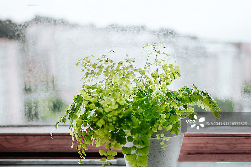 窗台上盆栽铁线蕨图片素材