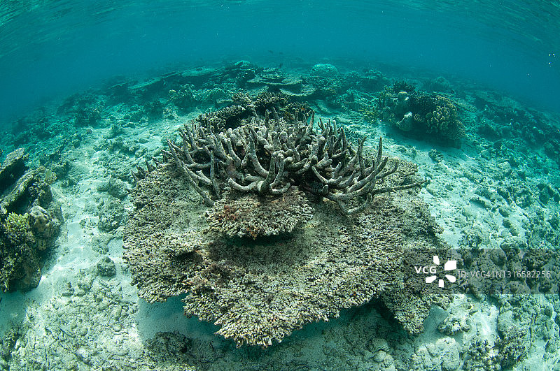 大堡礁上的死亡珊瑚图片素材