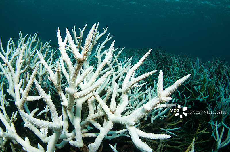 大堡礁的珊瑚白化图片素材