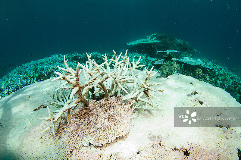 大堡礁的珊瑚白化图片素材
