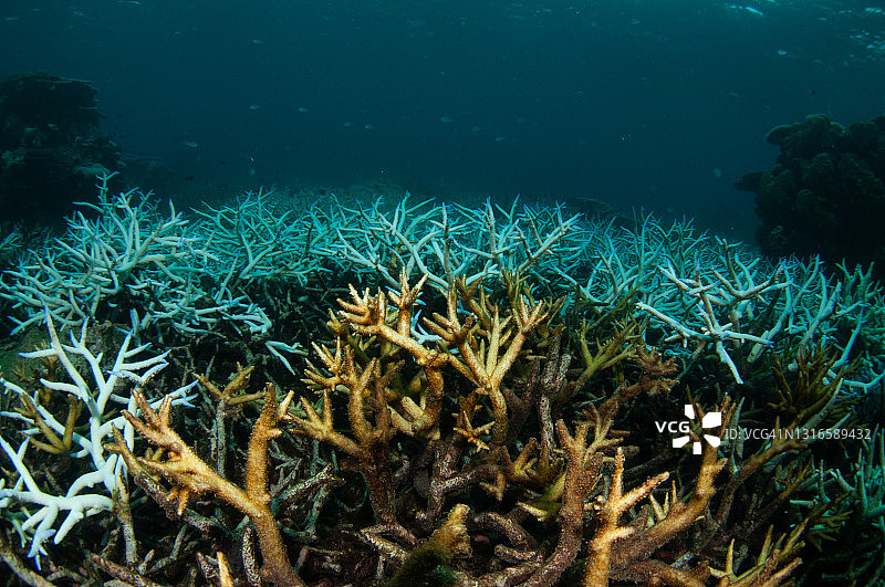 大堡礁的珊瑚白化图片素材