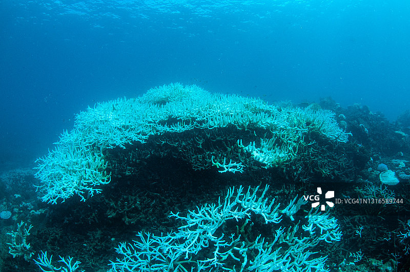 大堡礁的珊瑚白化图片素材
