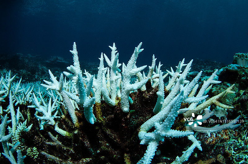 大堡礁的珊瑚白化图片素材