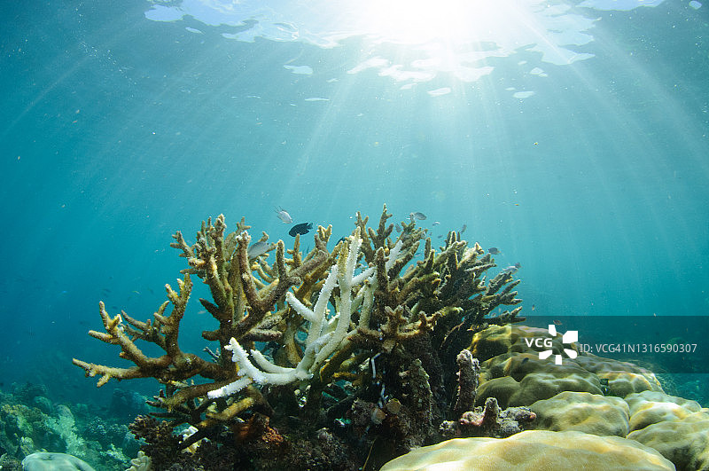 珊瑚白化后死亡的珊瑚图片素材