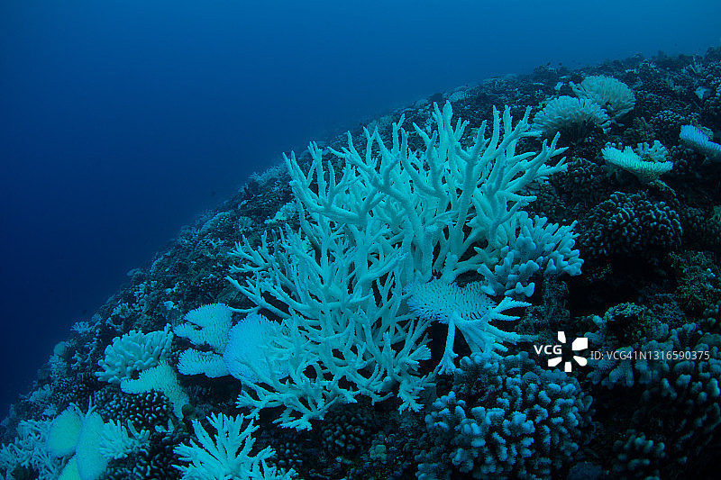 珊瑚白化图片素材