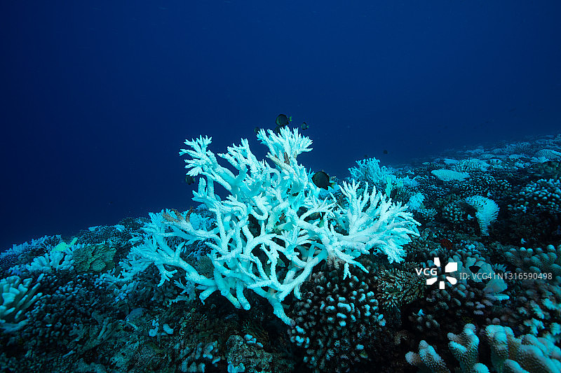 珊瑚白化图片素材