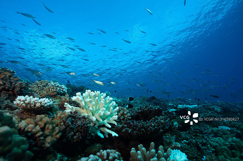 珊瑚白化图片素材