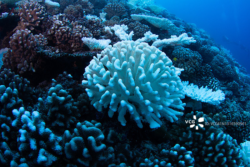 珊瑚白化图片素材