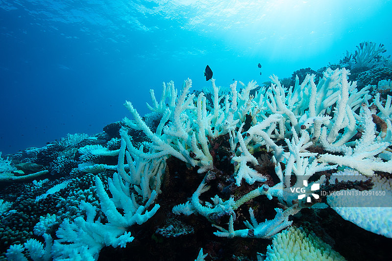 珊瑚白化图片素材