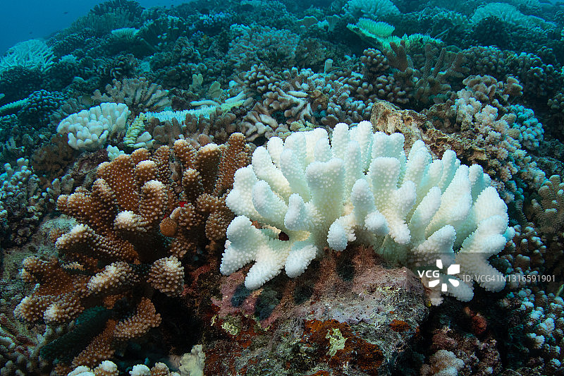 珊瑚白化图片素材