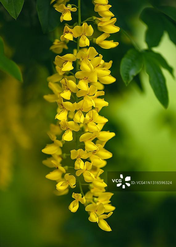 美丽的金链花春天花园的黄色悬挂花朵图片素材