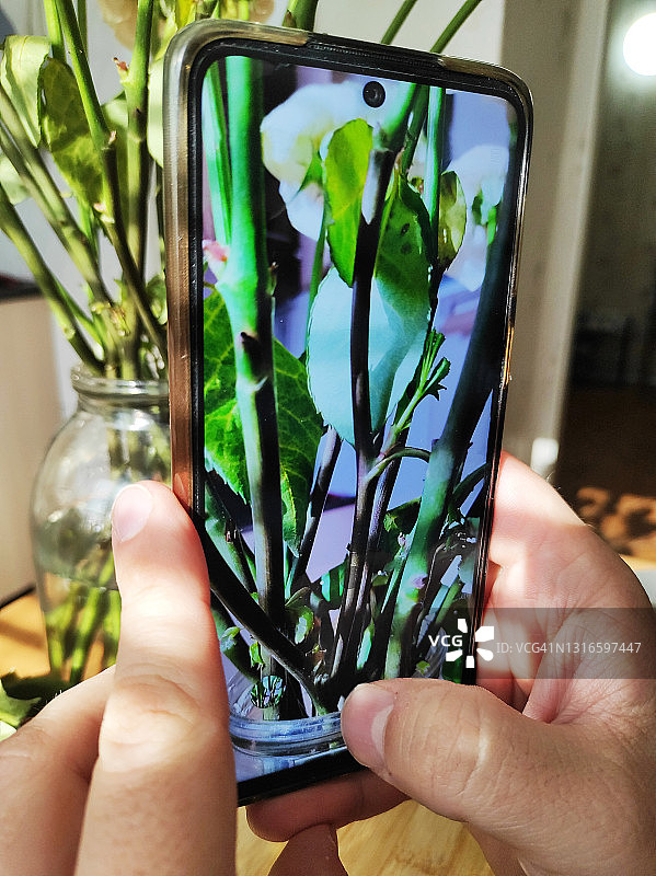 三升罐子里的玫瑰图片素材