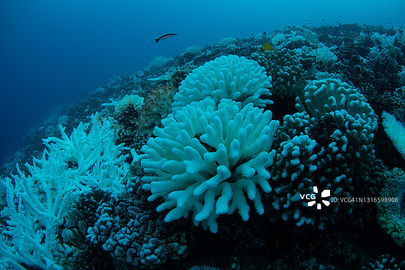 珊瑚白化图片素材