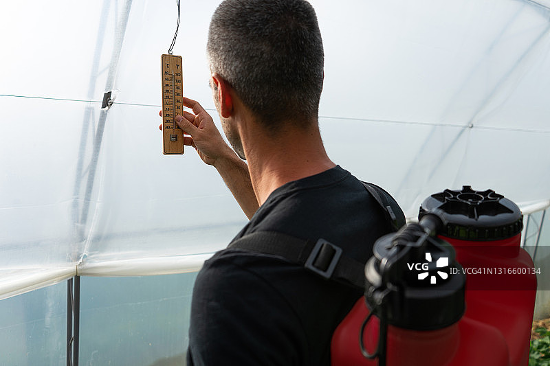 草莓种植园图片素材