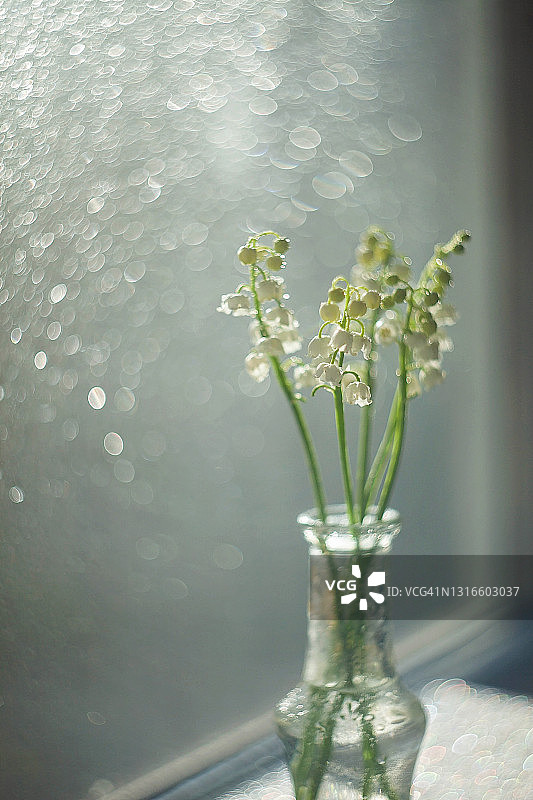 铃兰静物图片素材