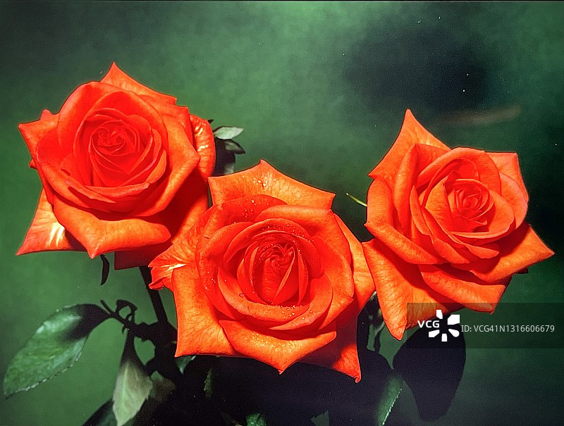 橙色玫瑰（蔷薇科）图片素材