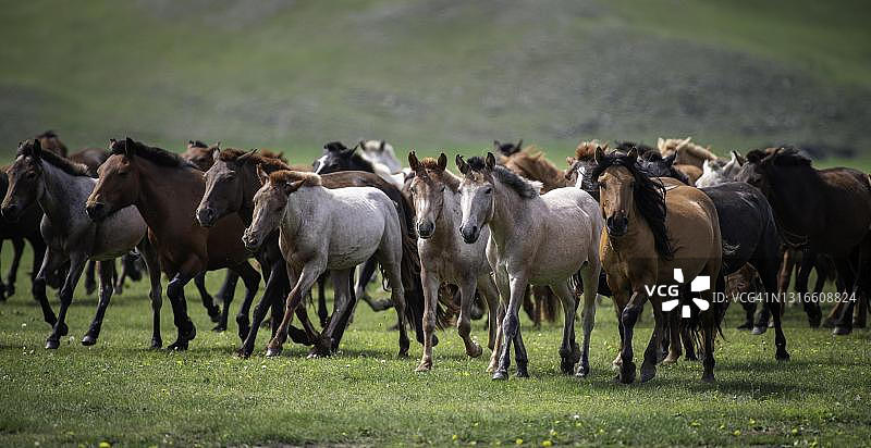 蒙古国阿尔汉盖省的家马图片素材