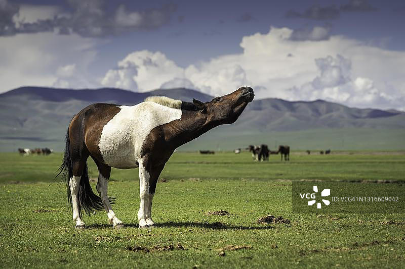 马的姿势，后杭爱省，蒙古图片素材