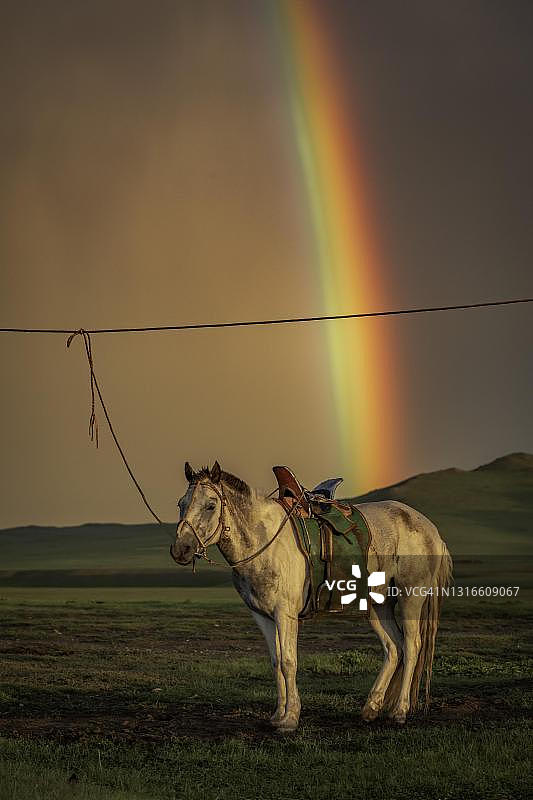 蒙古国后杭爱省彩虹下的家马图片素材