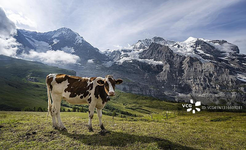 瑞士少女峰地区劳特布龙嫩艾格峰北坡前的牛图片素材